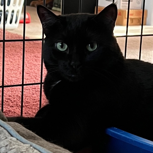 Meet your Poshers, Jennifer & Porsche 🐈⬛ - Picture 5 of 6